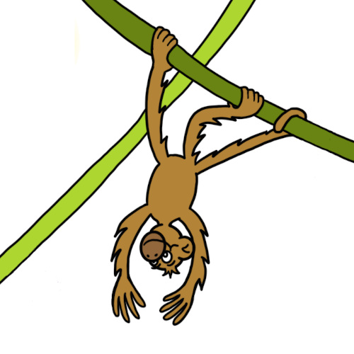Kojo the monkey